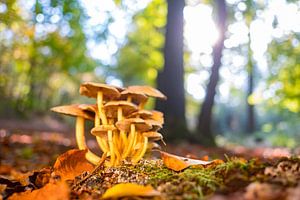 Pilze im Wald an einem schönen Herbsttag von Sjoerd van der Wal Fotografie