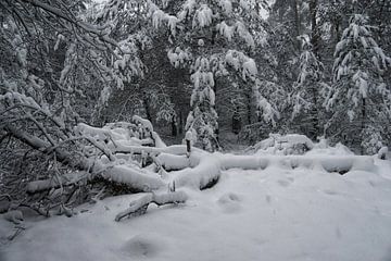 Snow on the Veluwe by ELGER VERMEER