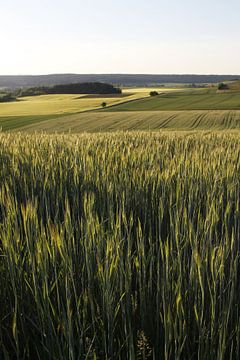 Maïsveld met bomen op de achtergrond in de lente