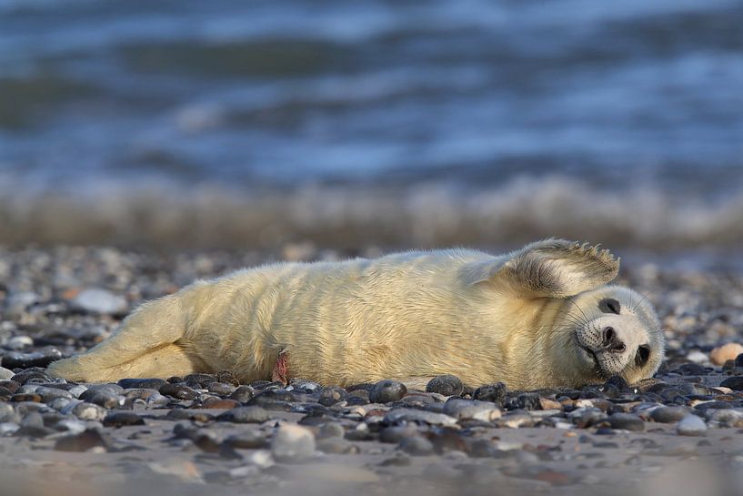 Grey Seal Howler Helgoland Island Germany by Frank Fichtmüller