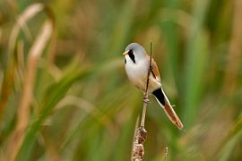 Bartmeisenrohrsänger