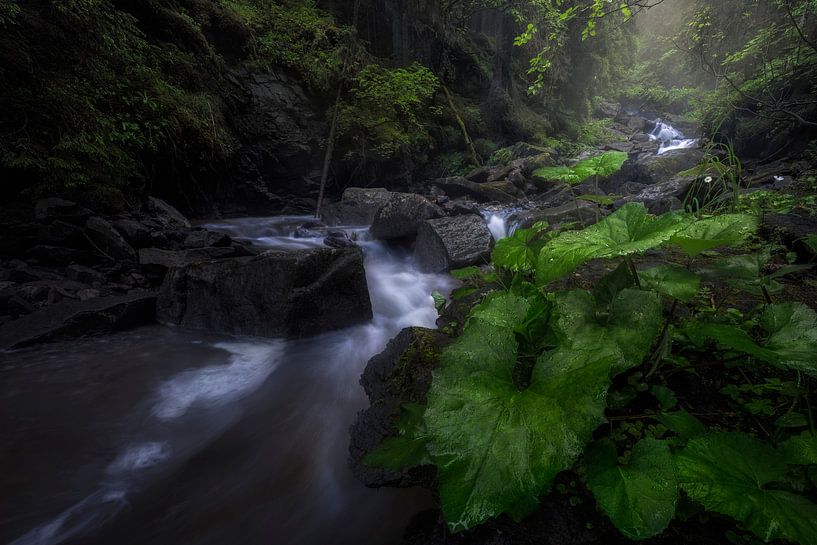 Serene mountain stream through the forest by Jeroen Lagerwerf