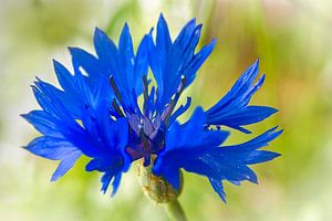 Blaue Kornblume