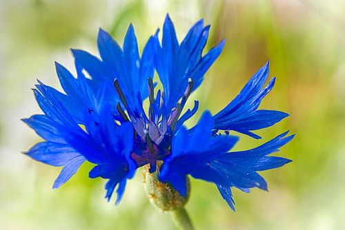 Blauw korenbloempje
