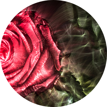 Kirlian-veldfoto van een roos in close-up van MPfoto71