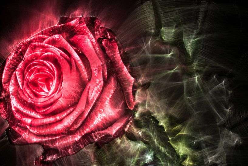 Kirlian Feldaufnahme einer Rose in Nahaufnahme von MPfoto71