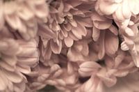 Sprühchrysanthemen beige