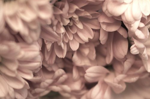 Troschrysanten beige