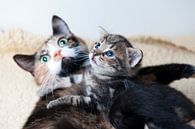 Kätzchen mit Mutterkatze von Rene du Chatenier Miniaturansicht