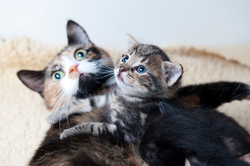 Kitten met moeder poes van Rene du Chatenier