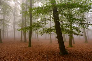 Mistige herfst Beukenboslandschap van Sjoerd van der Wal Fotografie