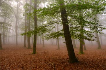 Foggy autumn Beech tree forest landscape by Sjoerd van der Wal Photography