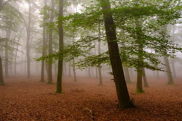 Automne brumeux Paysage de hêtraies sur Sjoerd van der Wal Photographie