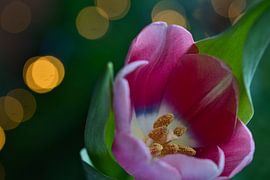 tulipe rose avec bokeh