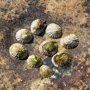 Sea Snails
