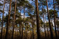 Horizontal view of forest in nature reserve the Veluwe