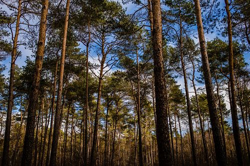 Vue horizontale de la forêt dans la réserve naturelle du Veluwe