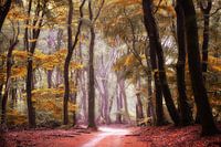 Herbstwald