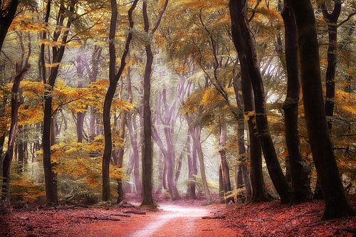 Autumn forest