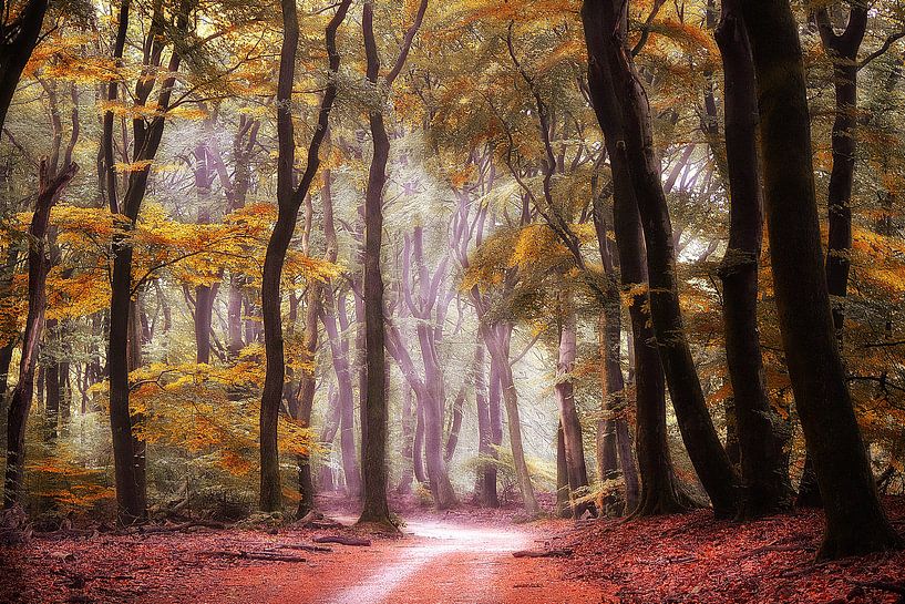 Herbstwald von Elly Besselink