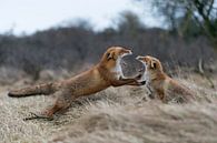 Füchse ( Vulpes vulpes ),  im Kampf, Streit,  Auseinandersetzung zwischen zwei Rotfüchsen, wildlife, von wunderbare Erde Miniaturansicht