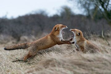 Vossen ( Vulpes vulpes ), in gevecht, ruzie, conflict tussen twee rode vossen, wild, Europa.