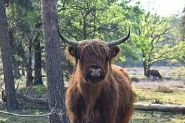 Scottish Highlander by Emily Yilmaz