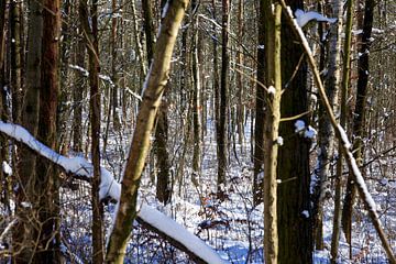 Winter indruk van Thomas Jäger