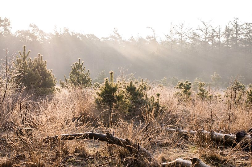 The early rays of the sun by Whis' photos