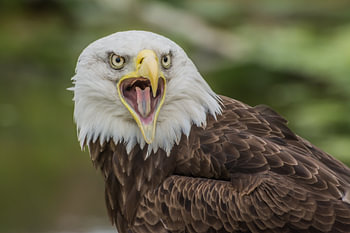 Aigle à queue blanche en colère