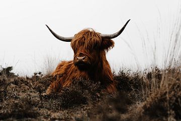 Schotse hooglander - Veluwe van Bastiaan