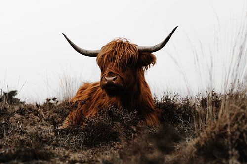 Scottish highlander - Veluwe