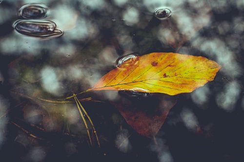 Leaf in water autumn shades