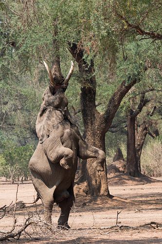 African elephant on hind legs by Robert van Brug