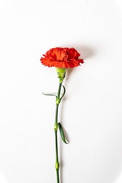 Carnation by Jim Plaum