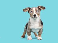 Welsh corgi puppy tegen een blauwe achtergrond / Cute blue merle welsh corgi puppy with blue eyes st