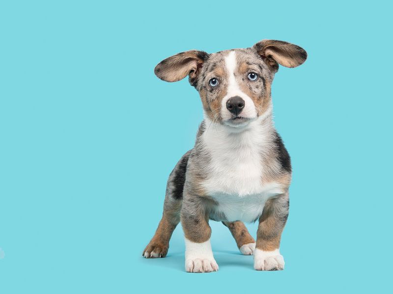 Welsh corgi puppy tegen een blauwe achtergrond / Cute blue merle welsh corgi puppy with blue eyes st by Elles Rijsdijk