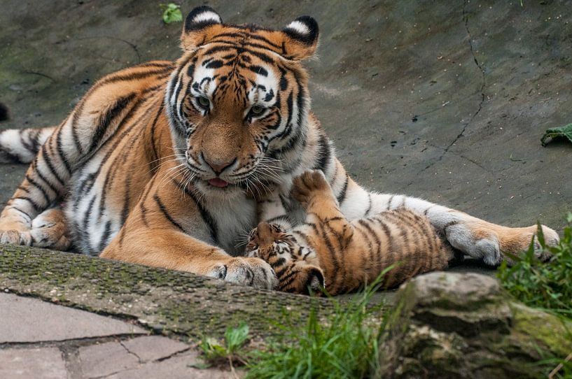 Siberian Tiger : Animal Park Amersfoort by Loek Lobel