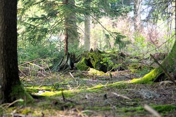 Une forêt inhabituelle sur Daniel Dorst