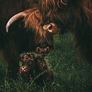 Geboorte van een Schotse Hooglander | Dieren fotografie koe | Tumbleweed & Fireflies Photography van Eva Krebbers | Tumbleweed & Fireflies Photography thumbnail