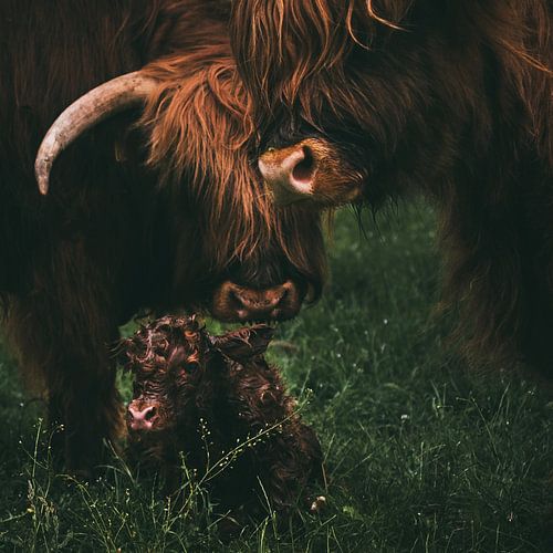 Geboorte van een Schotse Hooglander | Dieren fotografie koe | Tumbleweed & Fireflies Photography