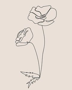 Mohn minimalistisch