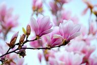 Magnolia droom van Wiltrud Schwantz thumbnail