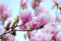 Magnolia dream