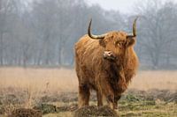 Scottish Highlander