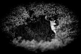 Beautiful deer in the dunes of Noordwijk, black and white