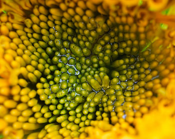 Golden Alchemy III – The Living Heart