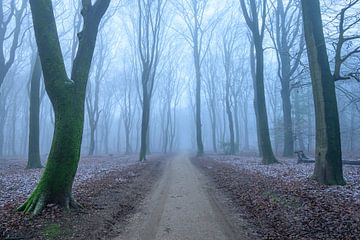 Pad door een mistig bos tijdens een mistige winterdag