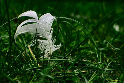 Witte Veer met Dauwdruppels in Gras | Subtiele Natuurfotografie voor Elegante Wanddecoratie