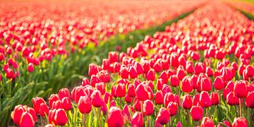 Tulpen op in het veld in het voorjaar van Sjoerd van der Wal Fotografie